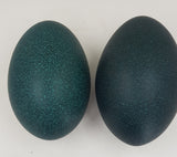 Fresh Emu eggs (unfertile)