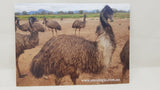 Emu Product Gift Packs