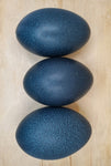 Blown Emu Egg