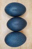 Blown Emu Egg