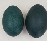 Fresh Emu eggs (unfertile)