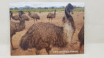 Emu Product Gift Packs
